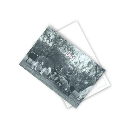 Black & White Animals Postcards (10pcs)